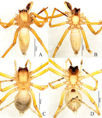 Attēlu rezultāti vaicājumam “Cheiracanthium sp.”