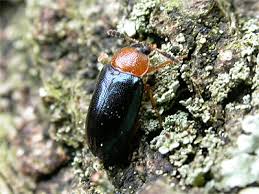 Attēlu rezultāti vaicājumam “Tetratoma fungorum”