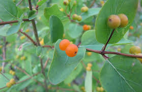 Attēlu rezultāti vaicājumam “Lonicera tatarica fruit”