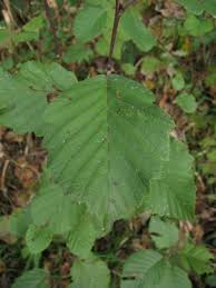 Attēlu rezultāti vaicājumam “Alnus incana”