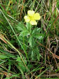 Attēlu rezultāti vaicājumam “Potentilla erecta leaf”