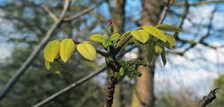Attēlu rezultāti vaicājumam “Juglans x sinensis fruit”
