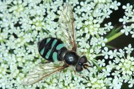 Attēlu rezultāti vaicājumam “Didea alneti”