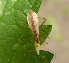 Attēlu rezultāti vaicājumam “Nabis limbatus”