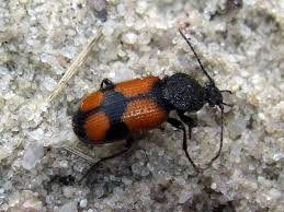 Attēlu rezultāti vaicājumam “Panagaeus cruxmajor”