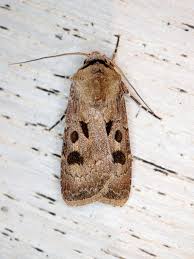 Attēlu rezultāti vaicājumam “Agrotis exclamationis”