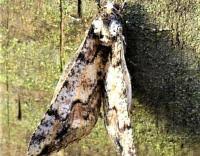 Attēlu rezultāti vaicājumam “Agriopis leucophaearia”