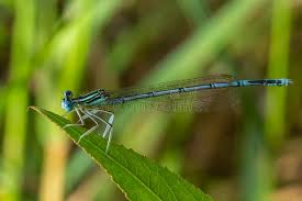 Attēlu rezultāti vaicājumam “Platycnemis pennipes male”