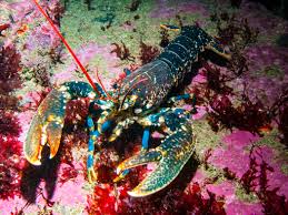Image result for Homarus gammarus