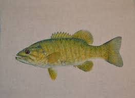 Image result for Micropterus dolomieu