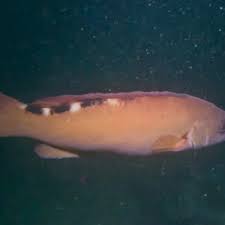 Image result for Labrus mixtus