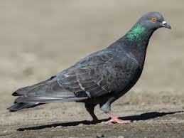 Attēlu rezultāti vaicājumam “Columba livia f. domestica”