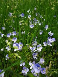 Attēlu rezultāti vaicājumam “Veronica filiformis”
