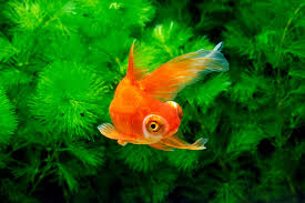 Image result for 出目金