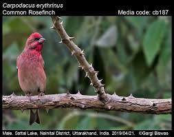 Attēlu rezultāti vaicājumam “Carpodacus erythrinus”