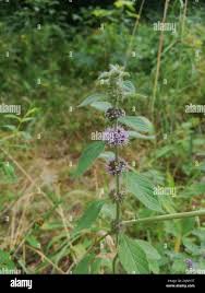 Attēlu rezultāti vaicājumam “Mentha x verticillata leaf”