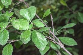 Attēlu rezultāti vaicājumam “Prunus spinosa leaf”