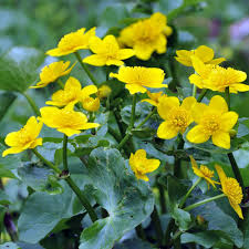 Attēlu rezultāti vaicājumam “Caltha palustris flower”