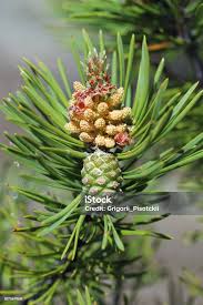 Attēlu rezultāti vaicājumam “Pinus sylvestris leaf”