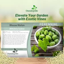 Attēlu rezultāti vaicājumam “Juncus capitatus fruit”