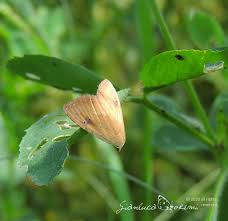 Attēlu rezultāti vaicājumam “Rivula sericealis”