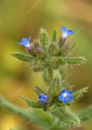 Attēlu rezultāti vaicājumam “Anchusa arvensis flower”