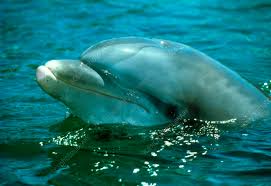 Image result for Tursiops truncatus