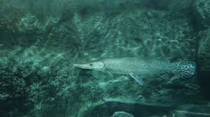 Image result for Lepisosteus osseus