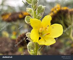 Image result for Verbascum densiflorum