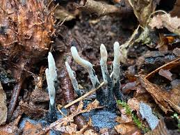 Attēlu rezultāti vaicājumam “Xylaria hypoxylon”