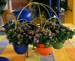 Image result for Exacum affine