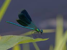 Attēlu rezultāti vaicājumam “Calopteryx splendens”