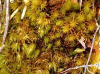 Attēlu rezultāti vaicājumam “Dicranum undulatum”