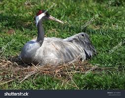 Attēlu rezultāti vaicājumam “Grus grus eggs”