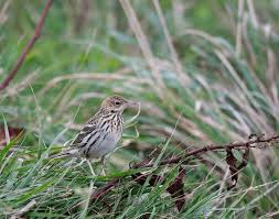 Image result for Anthus gustavi