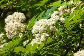 Attēlu rezultāti vaicājumam “Sorbus aucuparia flower”