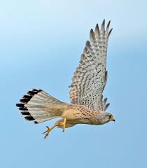 Attēlu rezultāti vaicājumam “Falco tinnunculus adult”