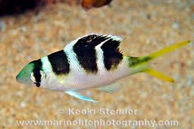 Image result for Monotaxis grandoculis