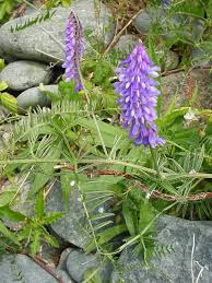 Attēlu rezultāti vaicājumam “Vicia”