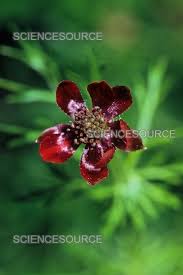 Image result for Adonis aestivalis