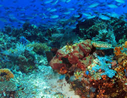 Image result for Three Seas Diving