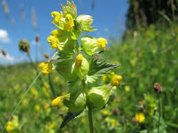 Attēlu rezultāti vaicājumam “Rhinanthus minor”