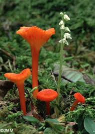 Attēlu rezultāti vaicājumam “Hygrocybe cantharellus”