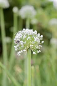 Attēlu rezultāti vaicājumam “Allium cepa flower”