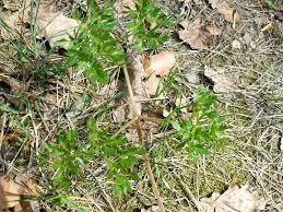 Attēlu rezultāti vaicājumam “Peucedanum oreoselinum leaf”