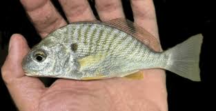 Image result for Leiostomus xanthurus