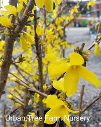 Attēlu rezultāti vaicājumam “Forsythia intermedia flower”