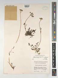 Attēlu rezultāti vaicājumam “Conioselinum tataricum”