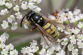 Attēlu rezultāti vaicājumam “Vespula rufa”