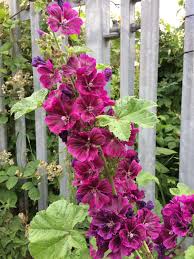 Image result for Malva sylvestris var. mauritiana